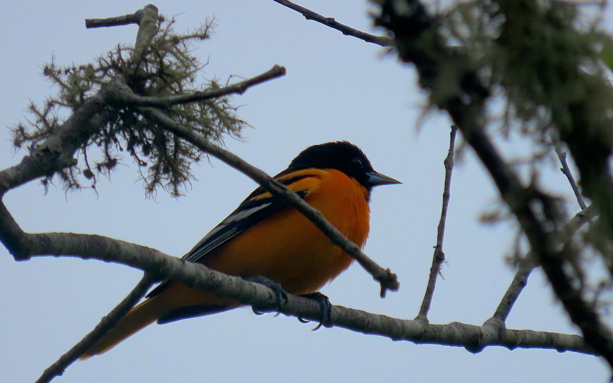 Baltimore Oriole - ML636441268