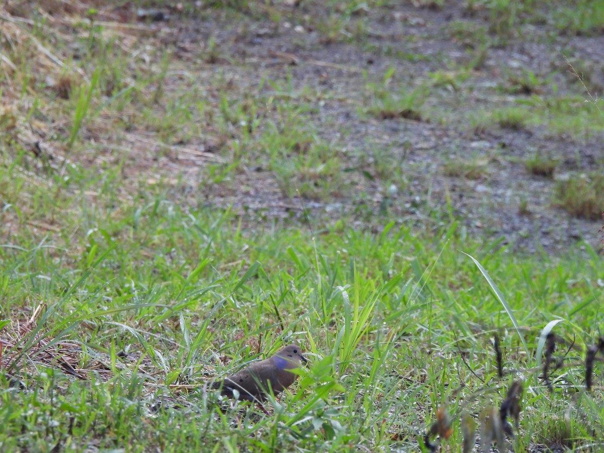 Zenaida Dove - ML636441271