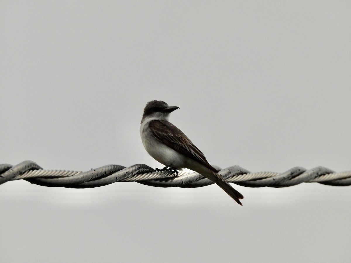 Gray Kingbird - ML636441280