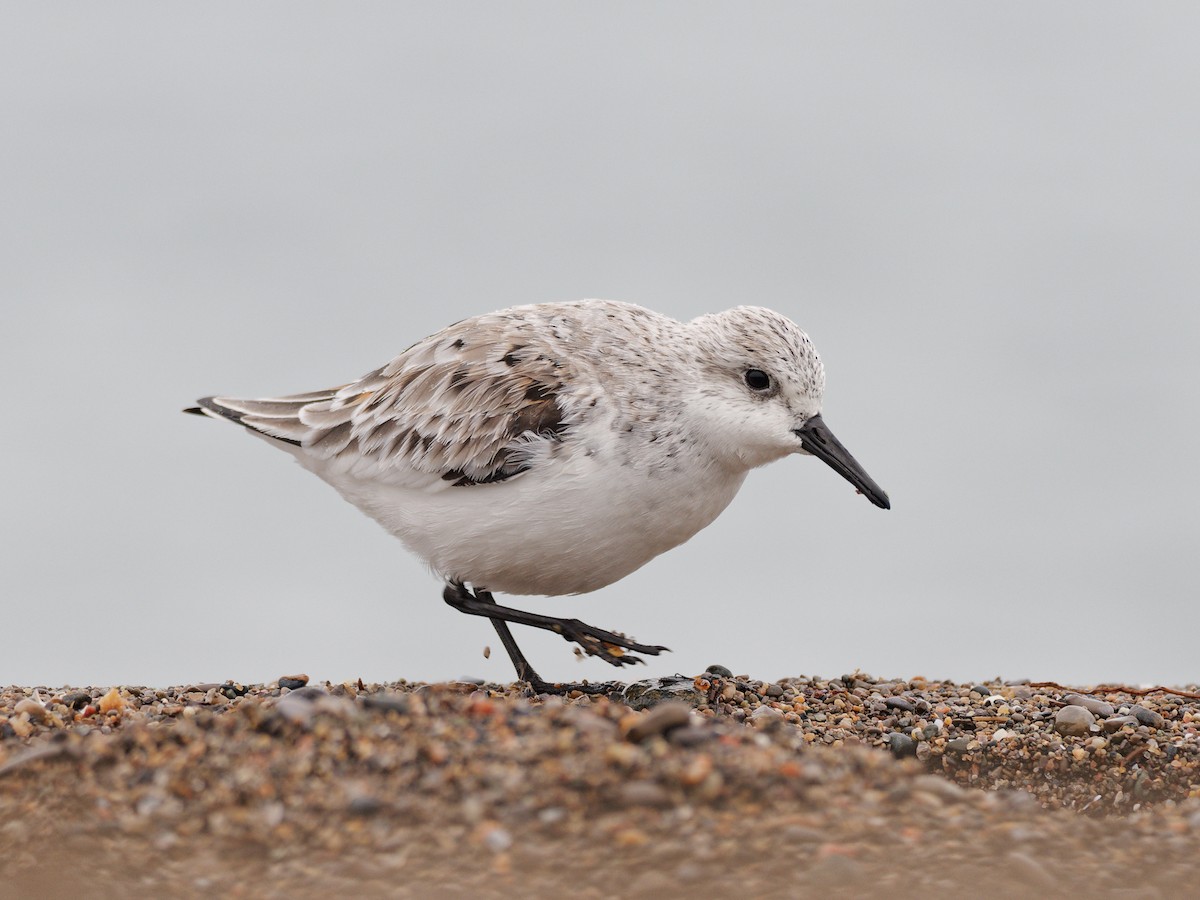 Sanderling - ML636441285