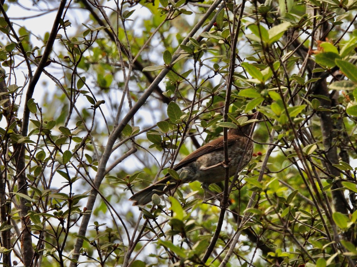 Pearly-eyed Thrasher - ML636441289