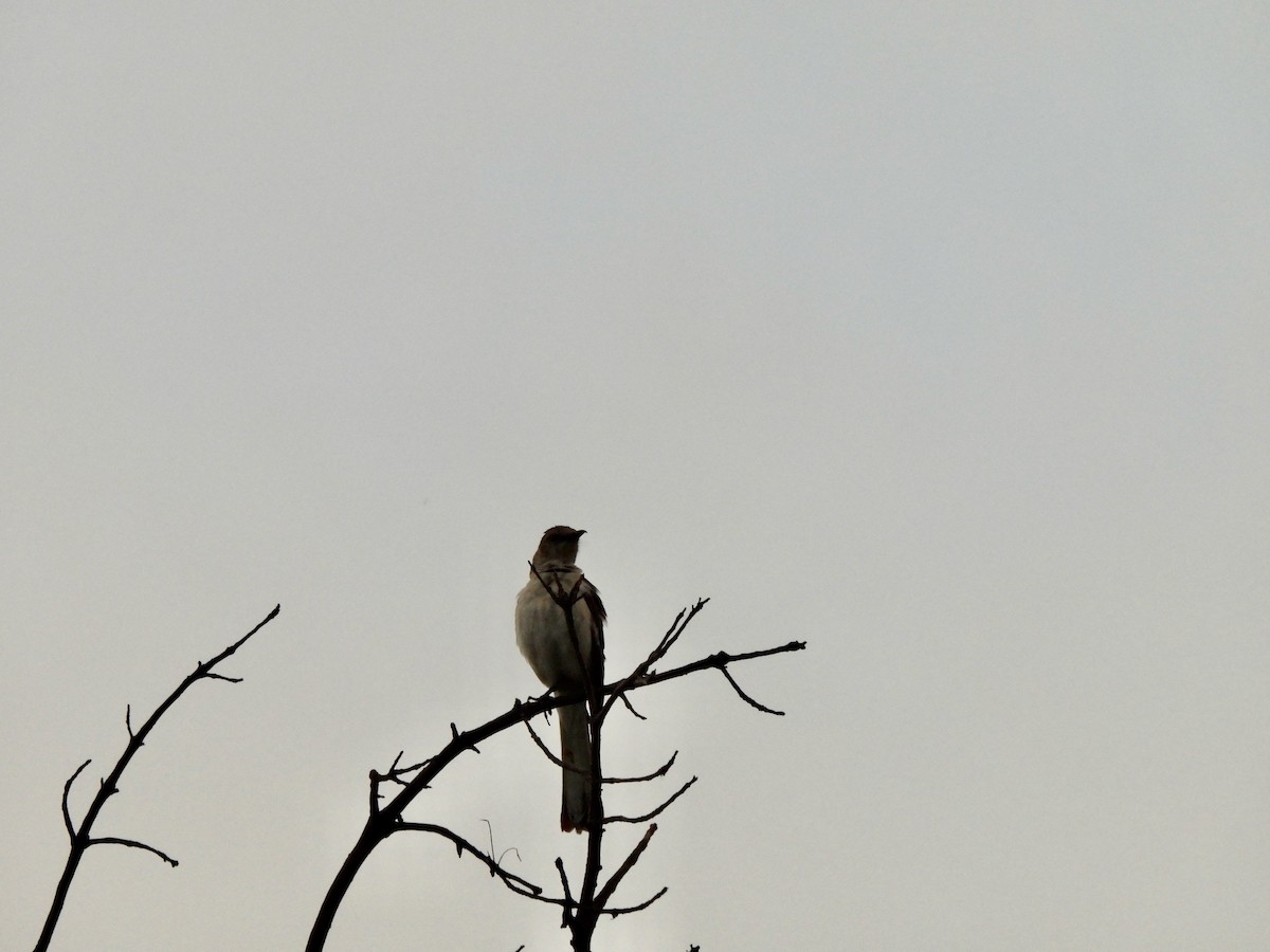 Northern Mockingbird - ML636441291