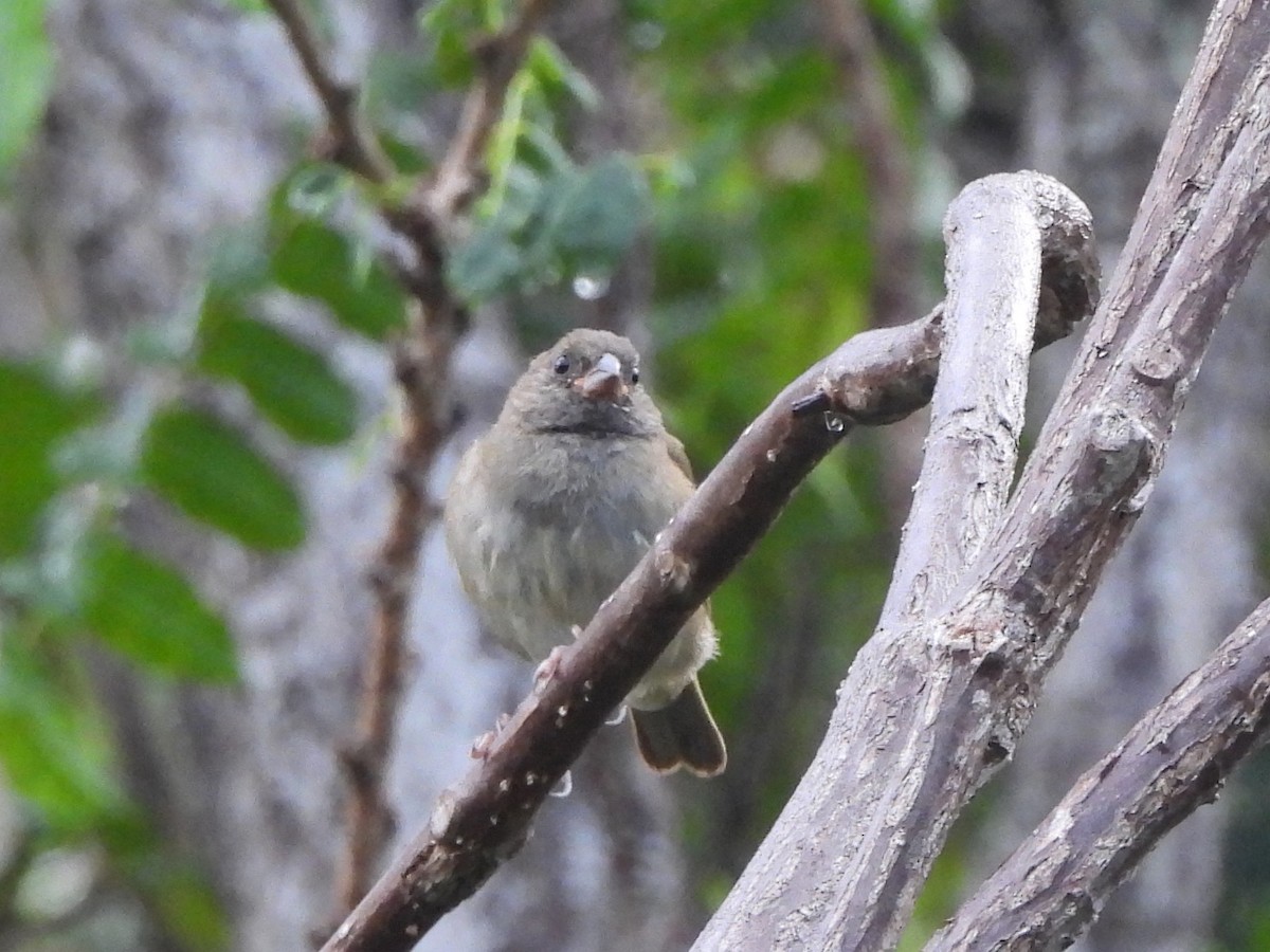Black-faced Grassquit - ML636441303