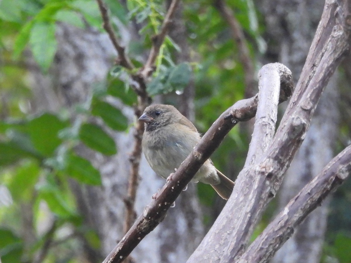 Black-faced Grassquit - ML636441304