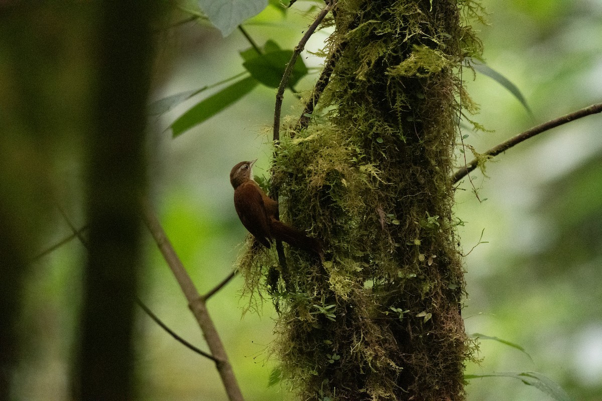 Ruddy Treerunner - ML636441305