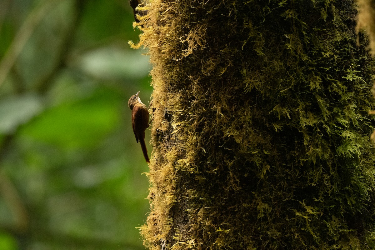 Ruddy Treerunner - ML636441306