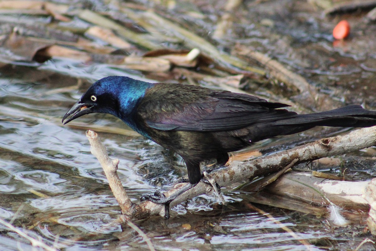 Common Grackle (Bronzed) - ML636441533