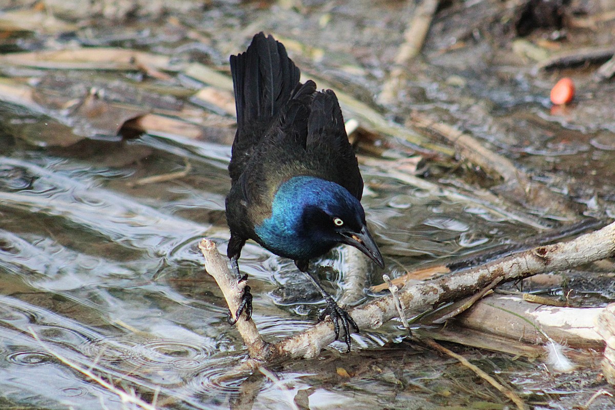 Common Grackle (Bronzed) - ML636441534