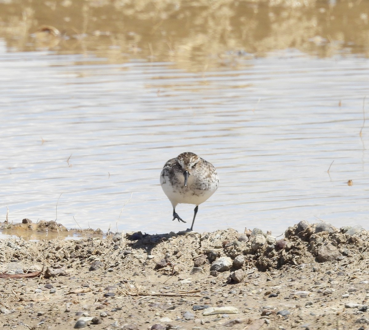 sandsnipe - ML636441594