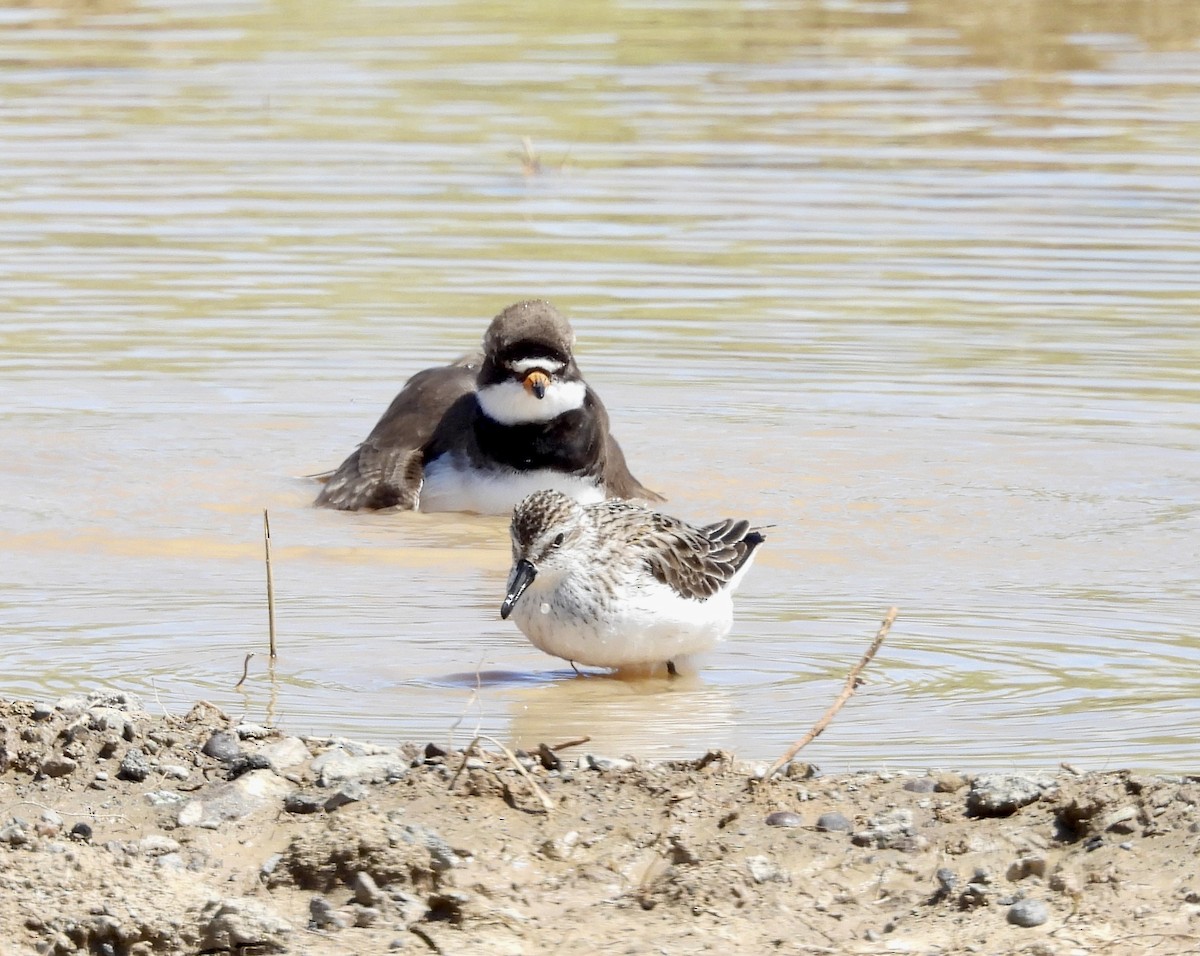sandsnipe - ML636441595