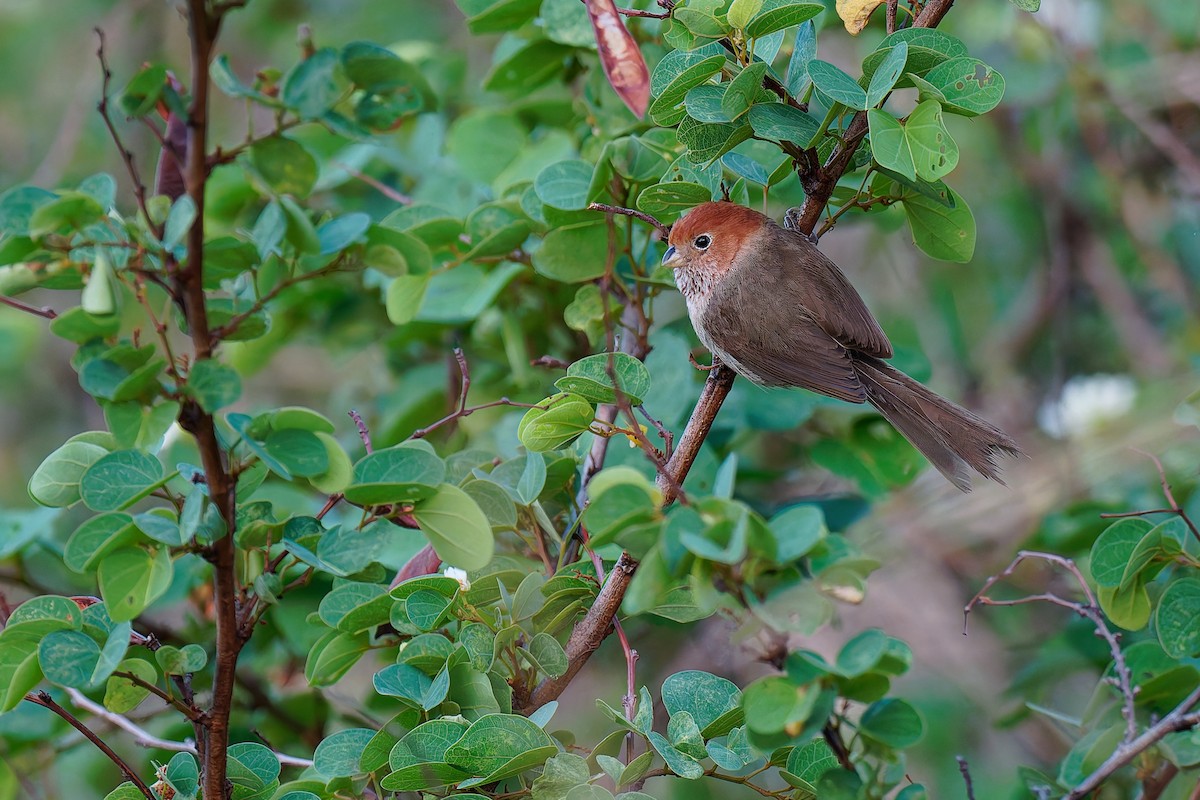 Eye-ringed Parrotbill - ML636441676