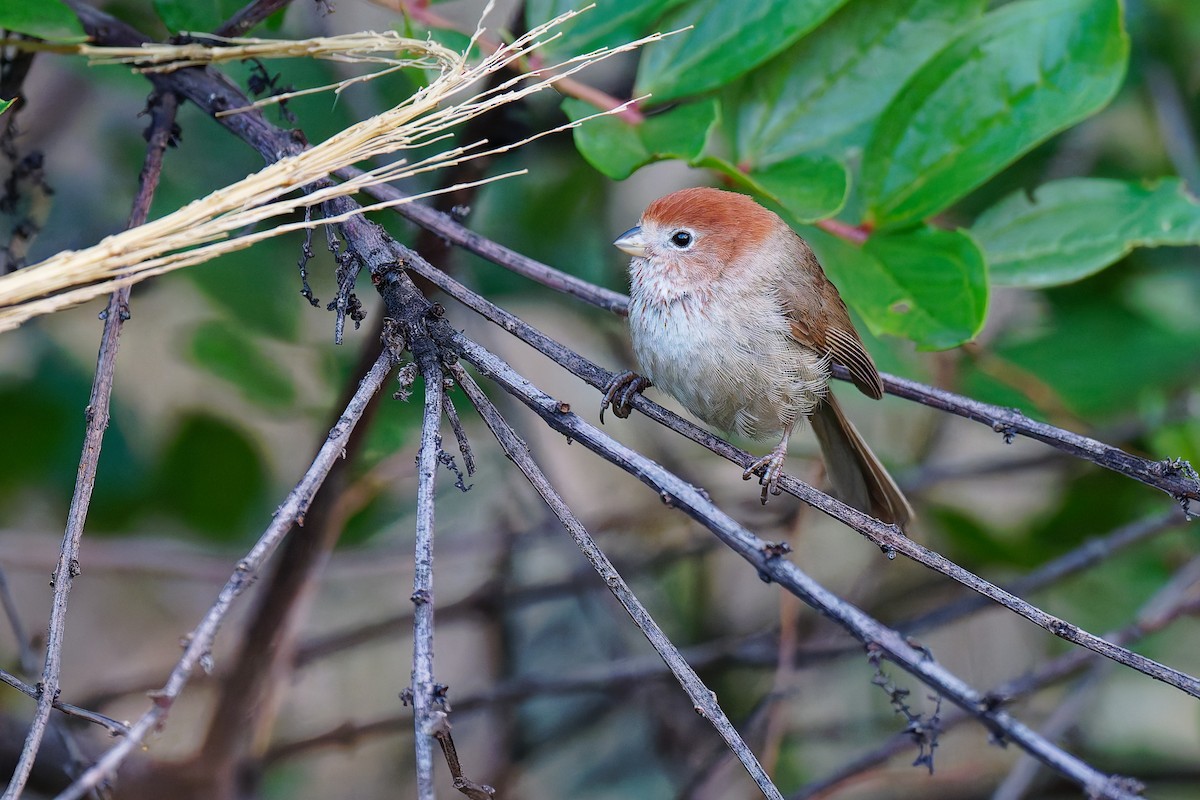 Eye-ringed Parrotbill - ML636441677