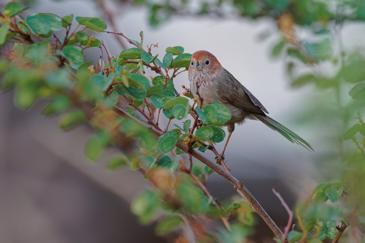 Eye-ringed Parrotbill - ML636441678
