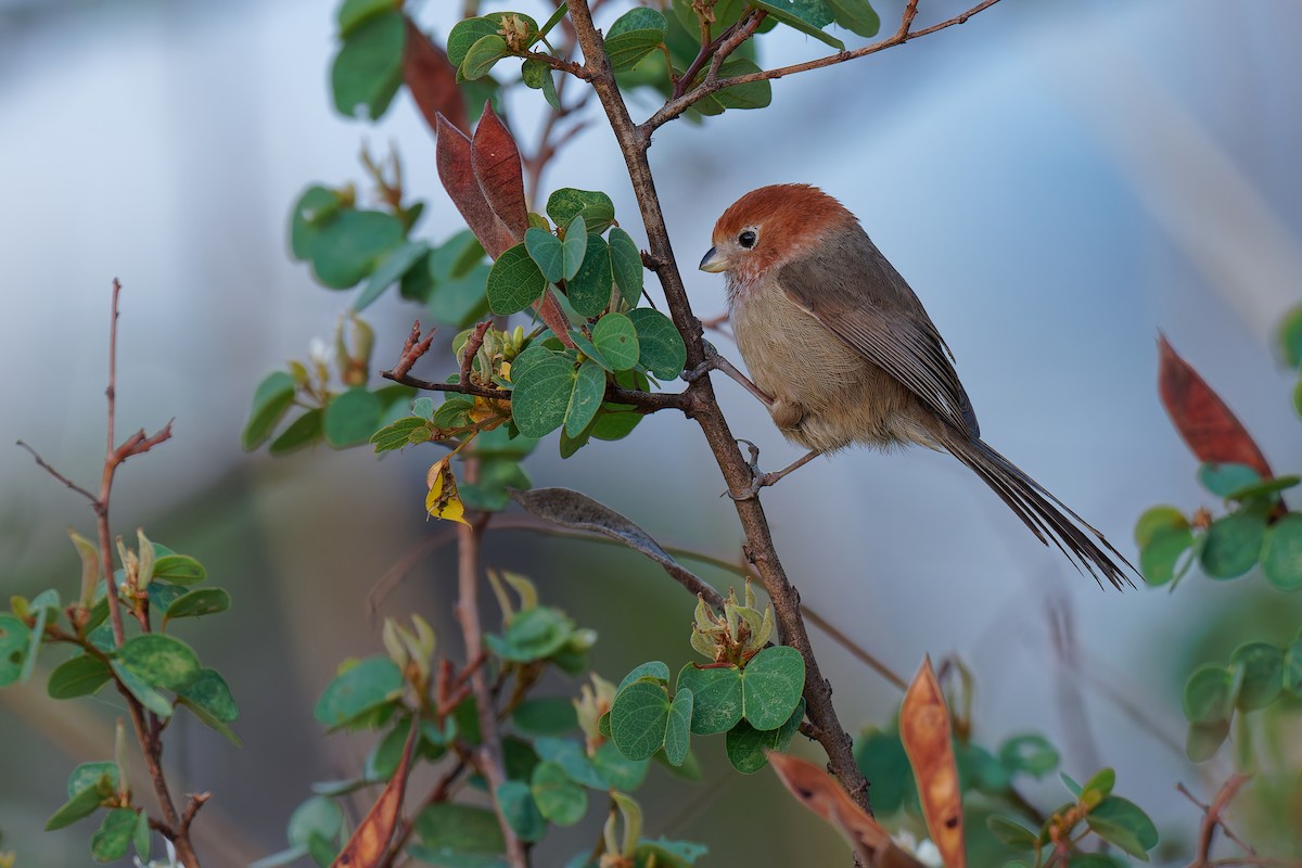 Eye-ringed Parrotbill - ML636441679