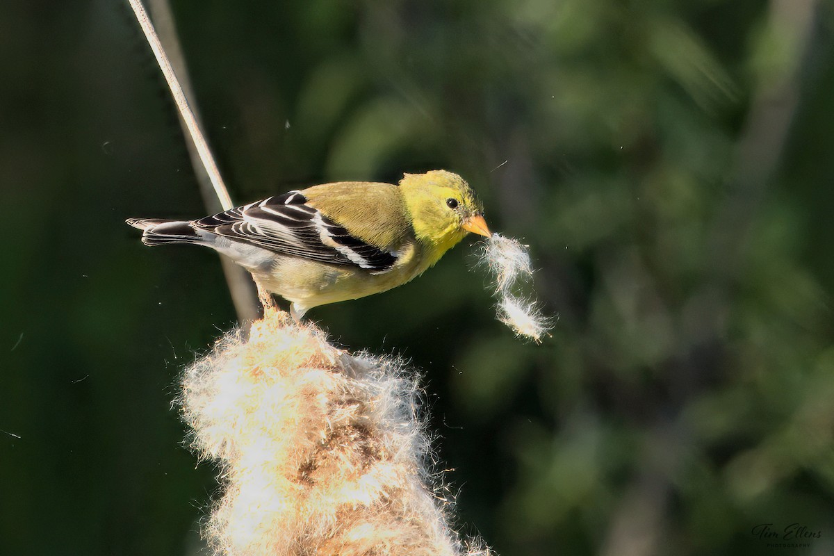 American Goldfinch - ML636441831
