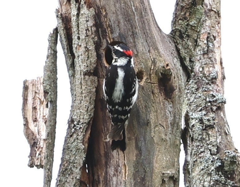 dunspett - ML636441919