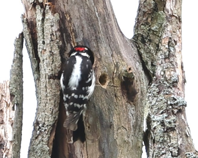 dunspett - ML636441928