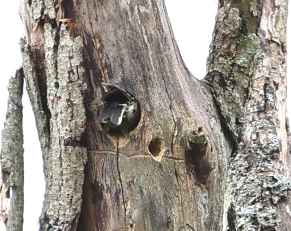 dunspett - ML636441935