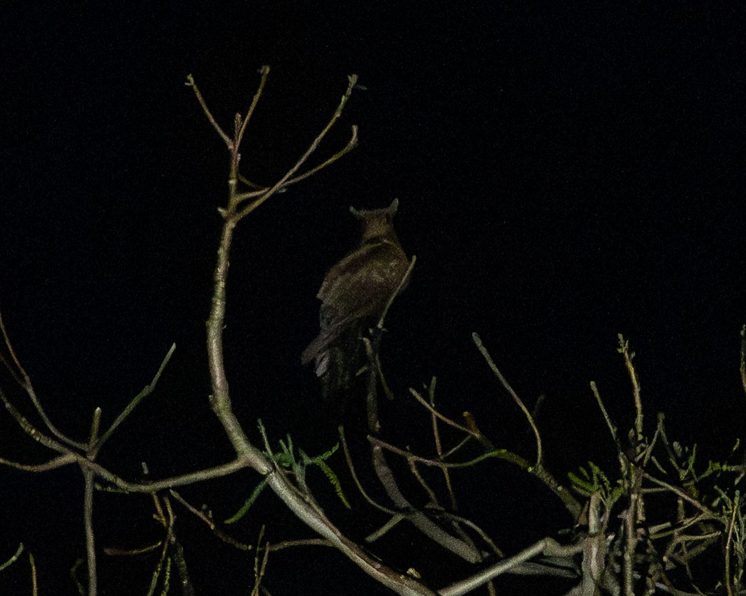Great Eared-Nightjar (Great) - ML636441960