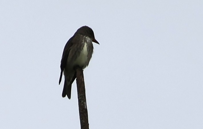 jakkepivi - ML636441961