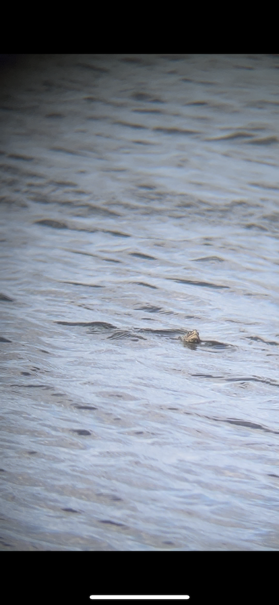 Diamondback Terrapin - ML636441978