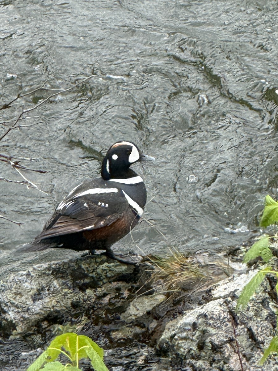 Harlequin Duck - ML636442000