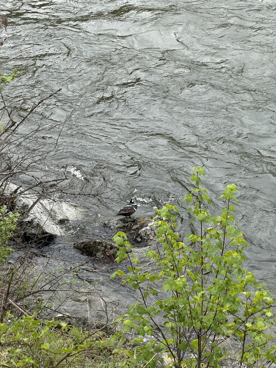 Harlequin Duck - ML636442002