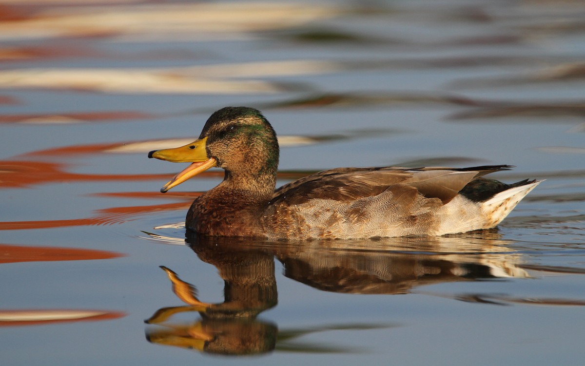 Mallard - Christoph Moning