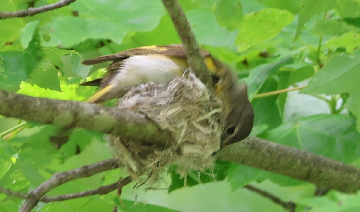 rødstjertparula - ML636442033