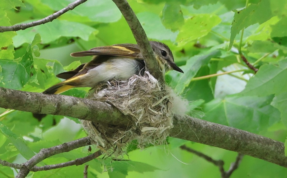 rødstjertparula - ML636442034