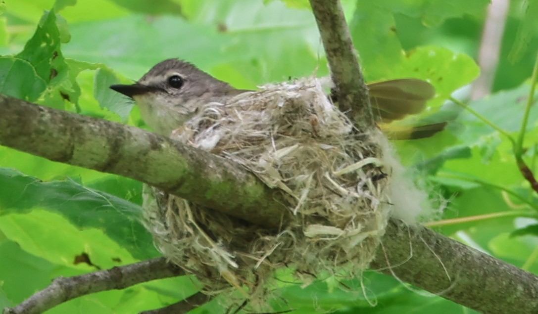 rødstjertparula - ML636442035