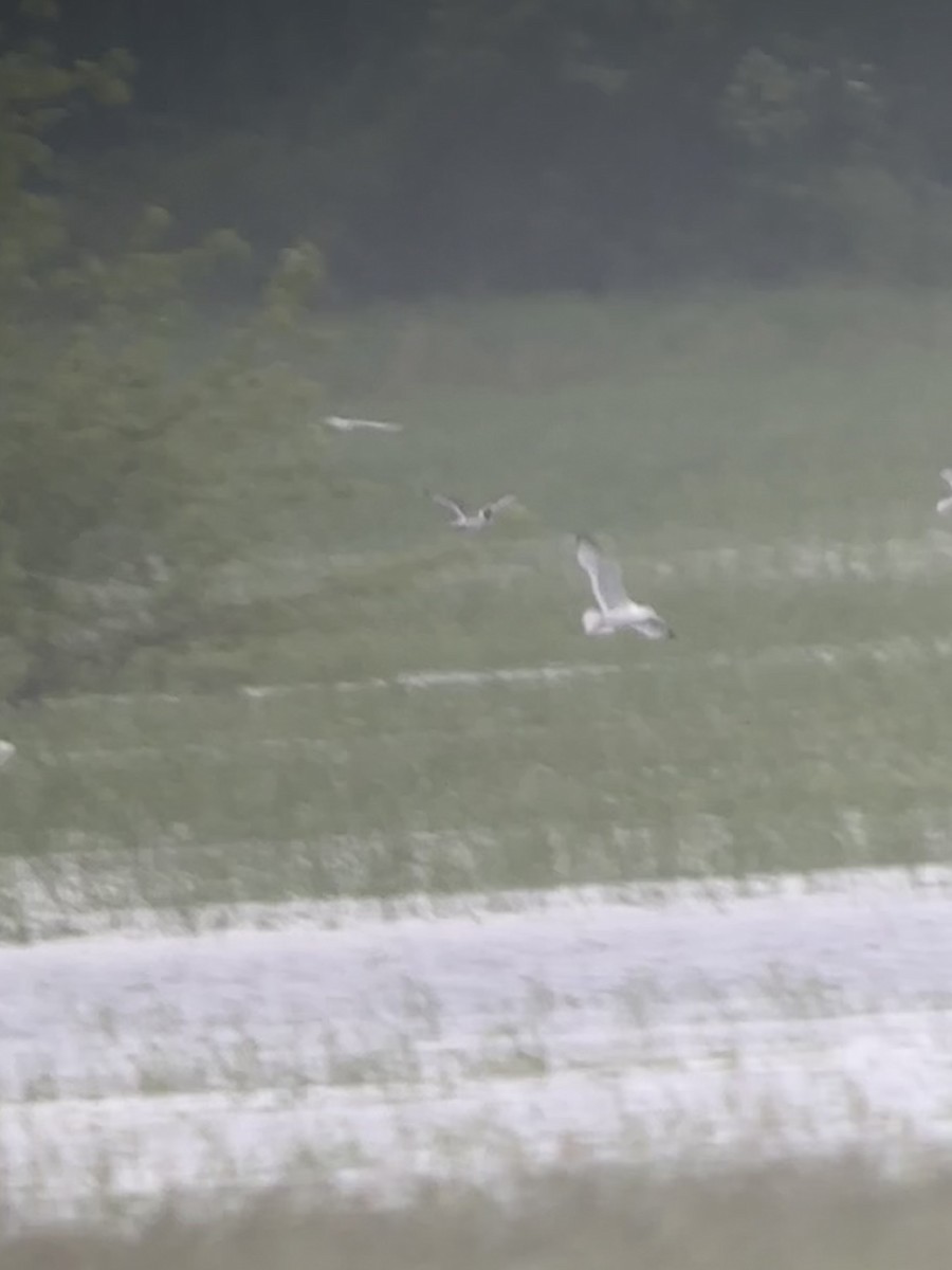 Franklin's Gull - ML636442079