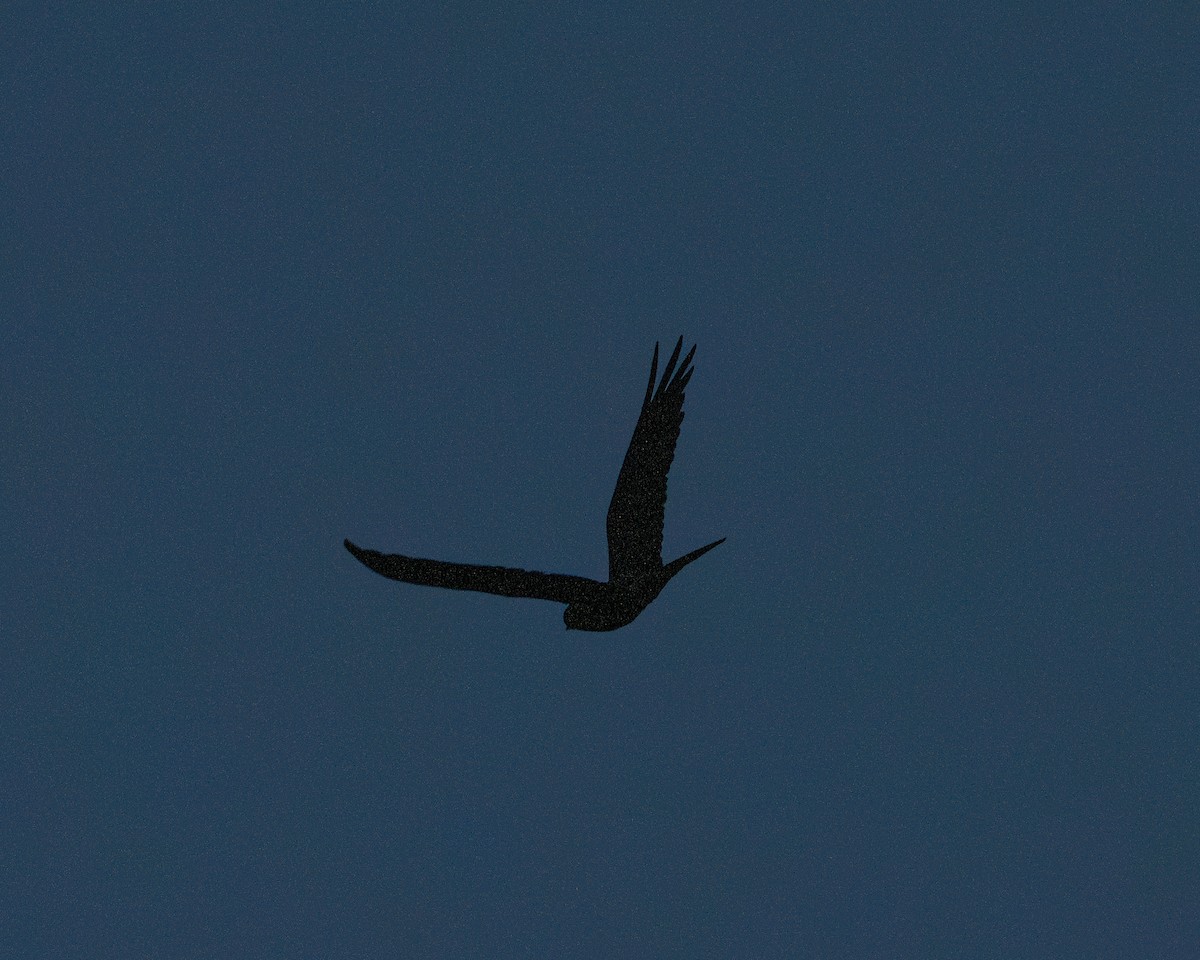 Great Eared-Nightjar (Great) - ML636442093