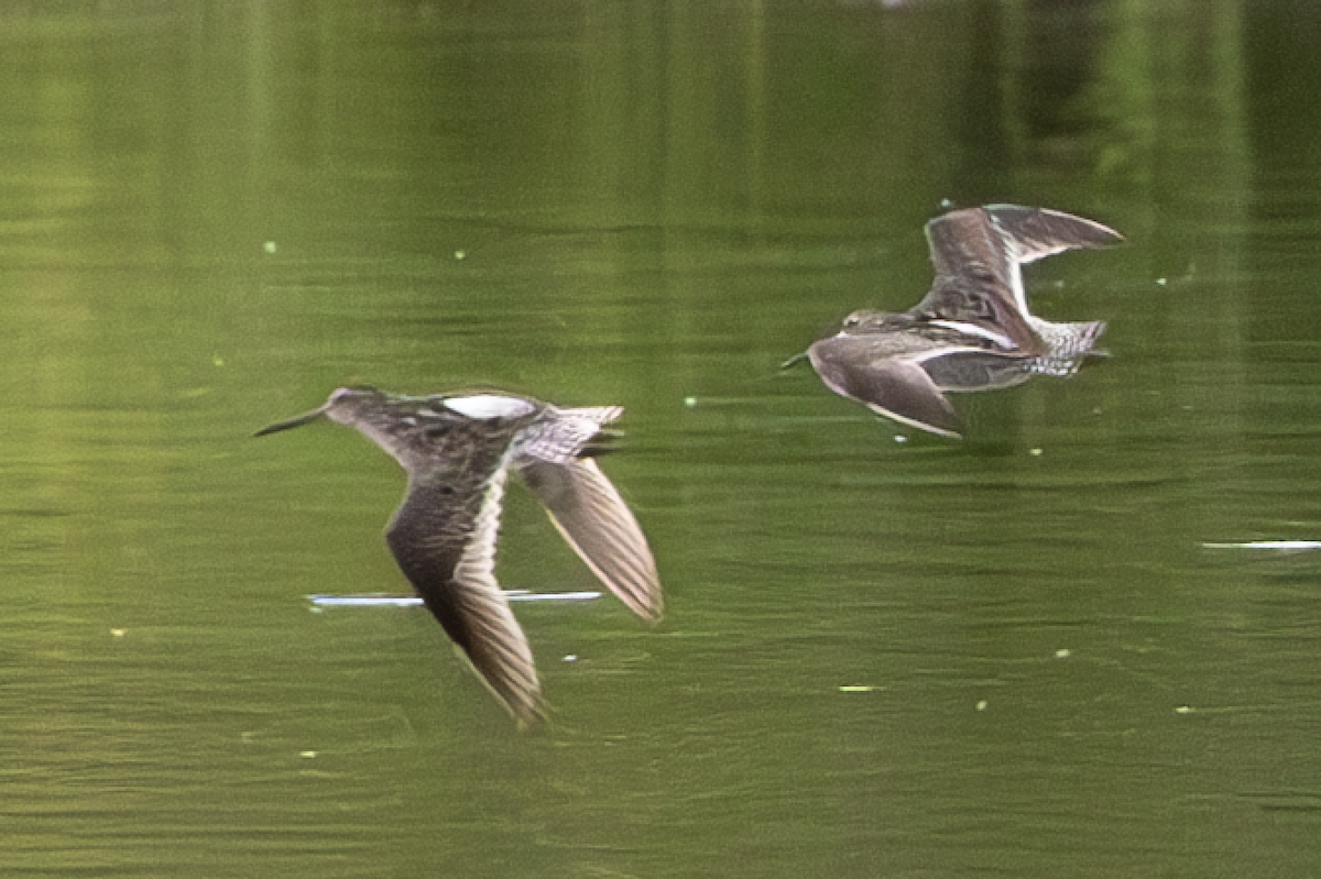 Short-billed Dowitcher - ML636442114