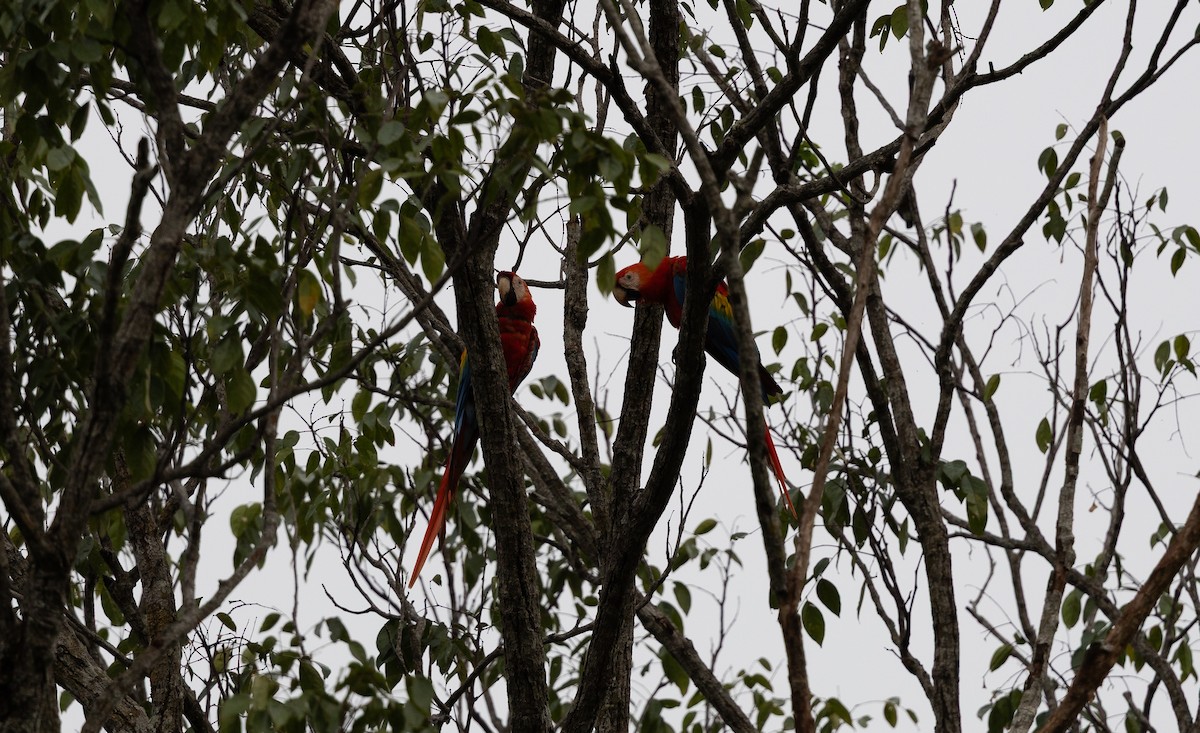 Scarlet Macaw - ML636442119