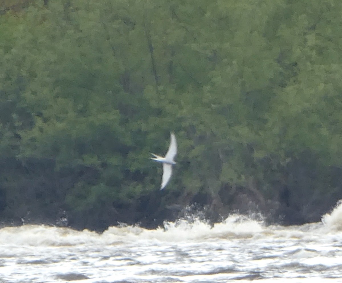 Sterna codalunga - ML636442187