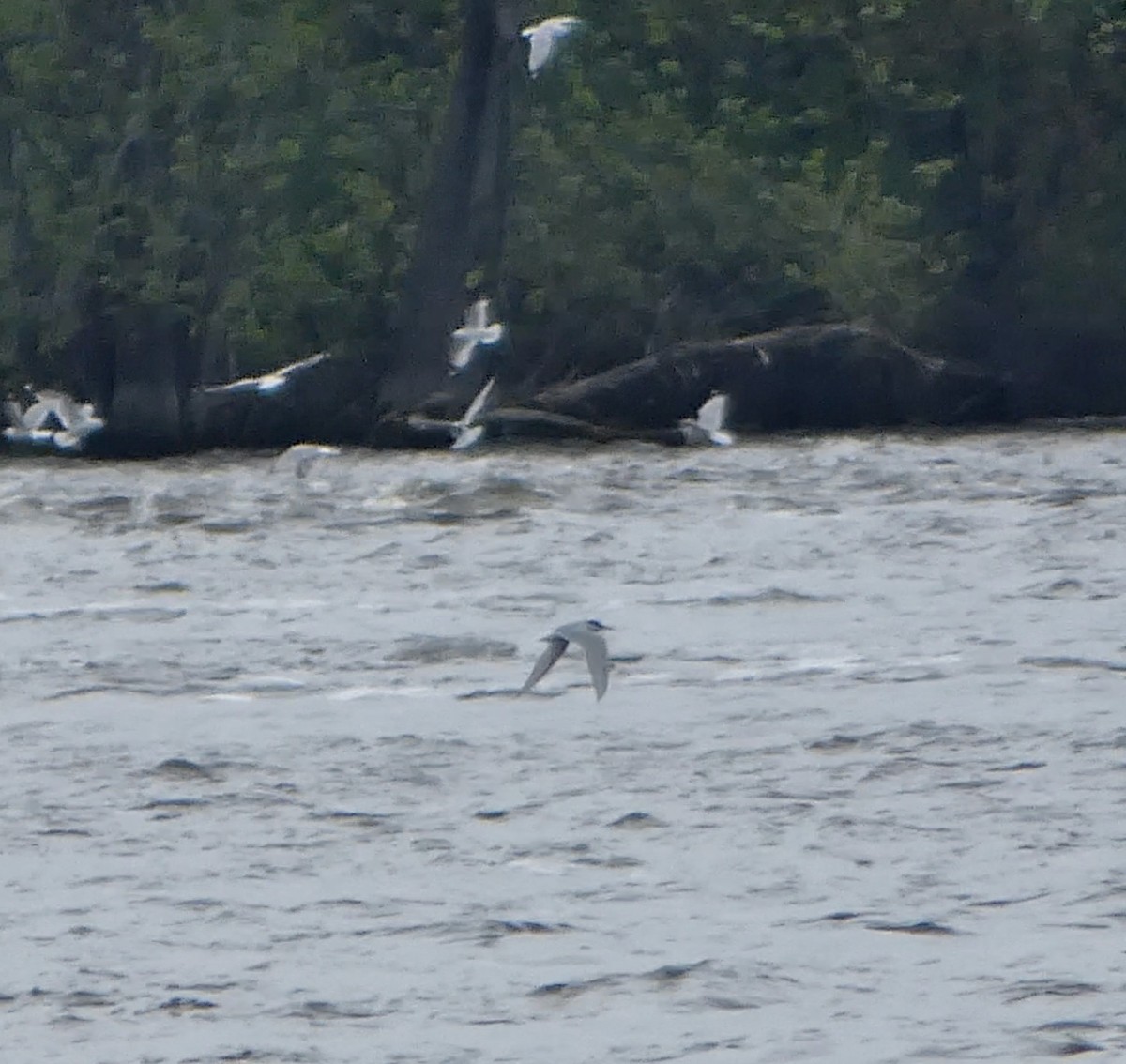 Sterna codalunga - ML636442188