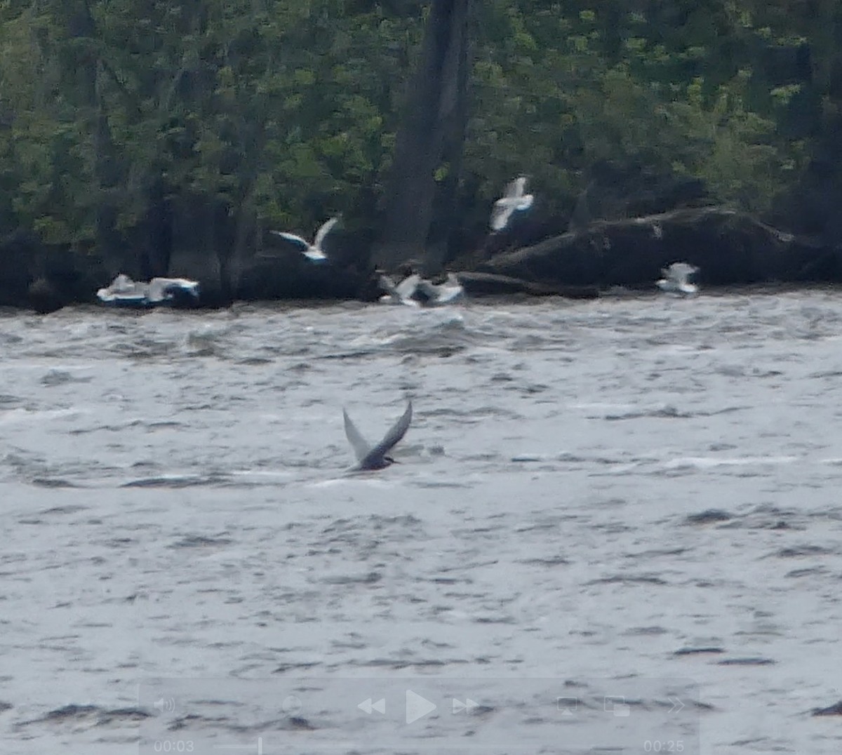 Sterna codalunga - ML636442189