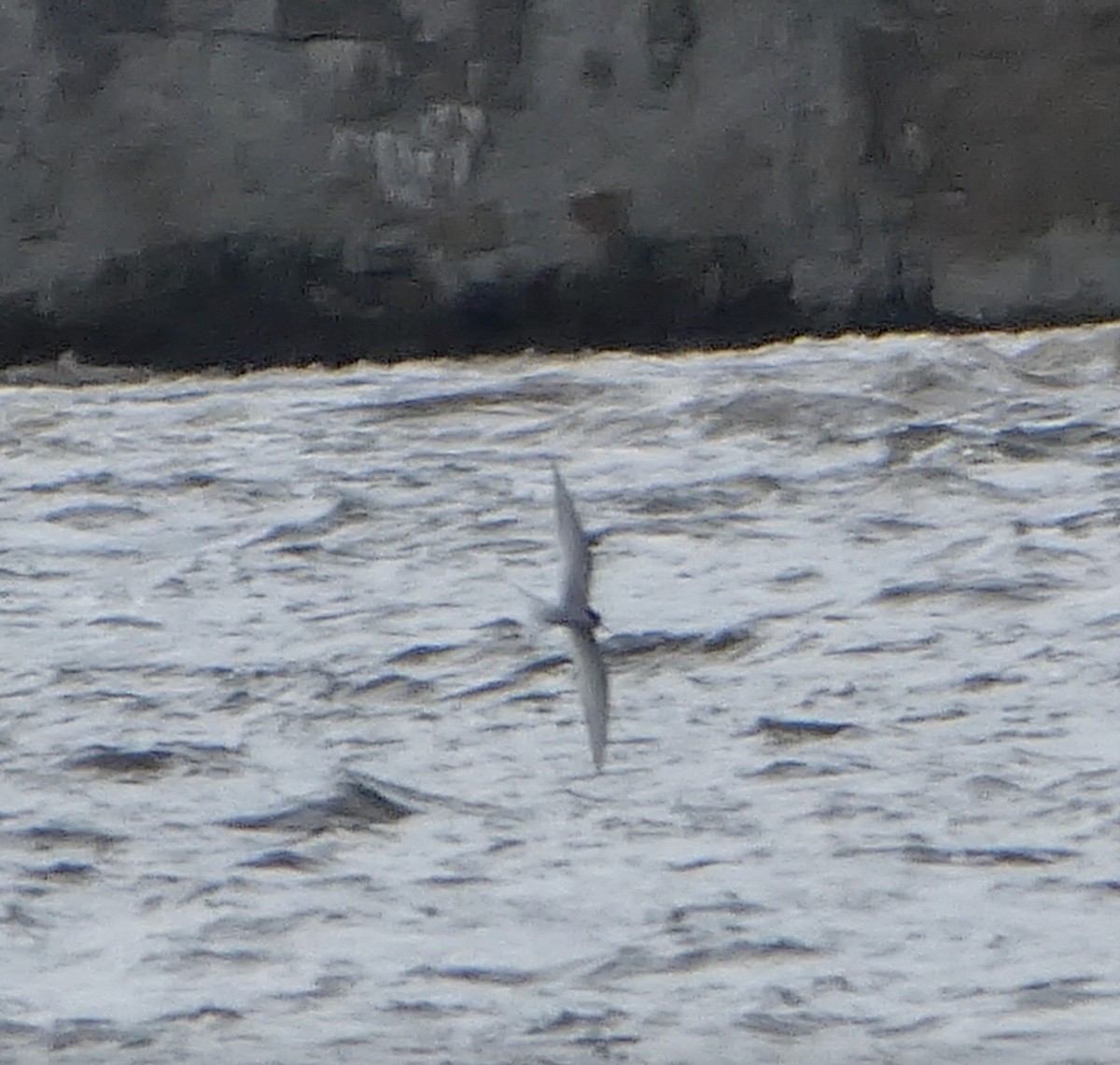 Sterna codalunga - ML636442190