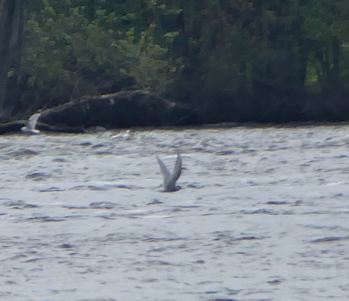 Sterna codalunga - ML636442191