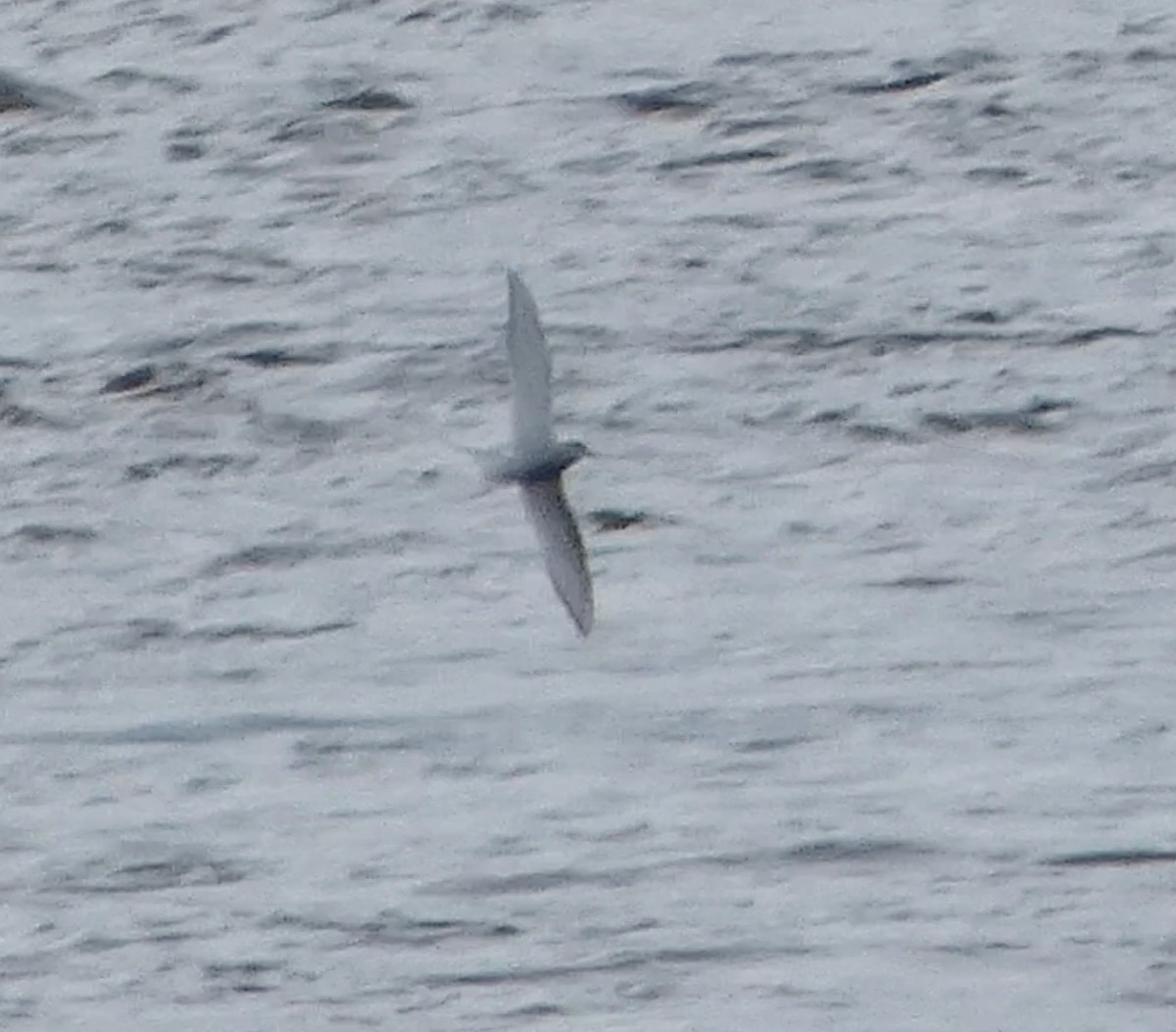 Sterna codalunga - ML636442192