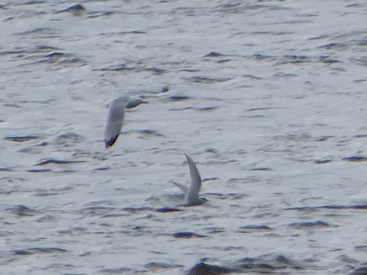 Sterna codalunga - ML636442193