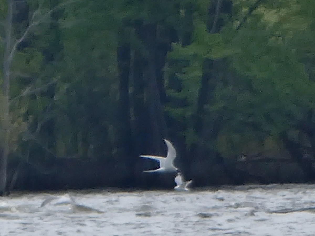 Sterna codalunga - ML636442194