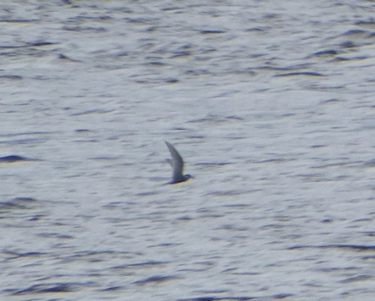 Sterna codalunga - ML636442195