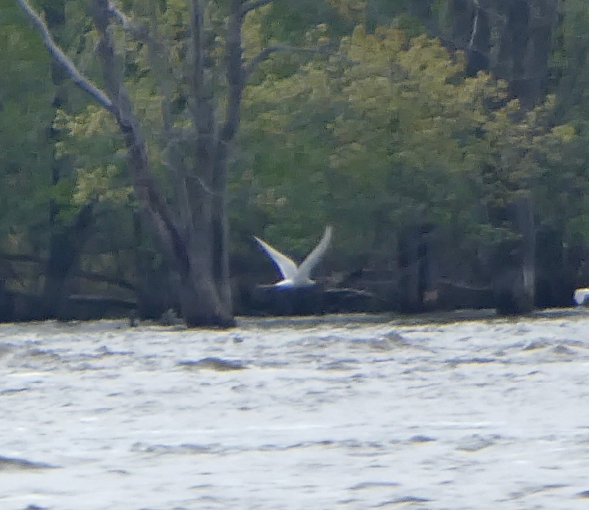 Sterna codalunga - ML636442196