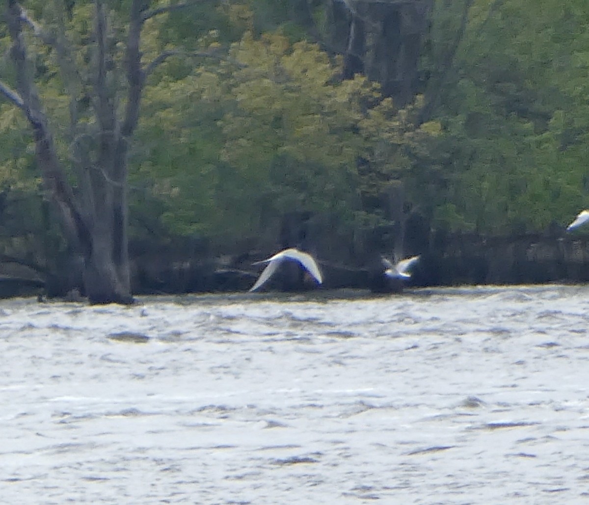 Sterna codalunga - ML636442197