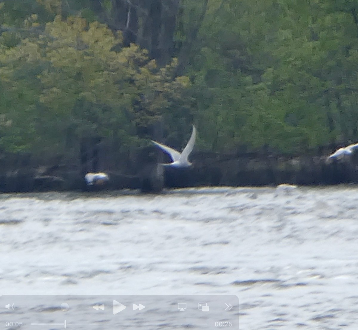 Sterna codalunga - ML636442198