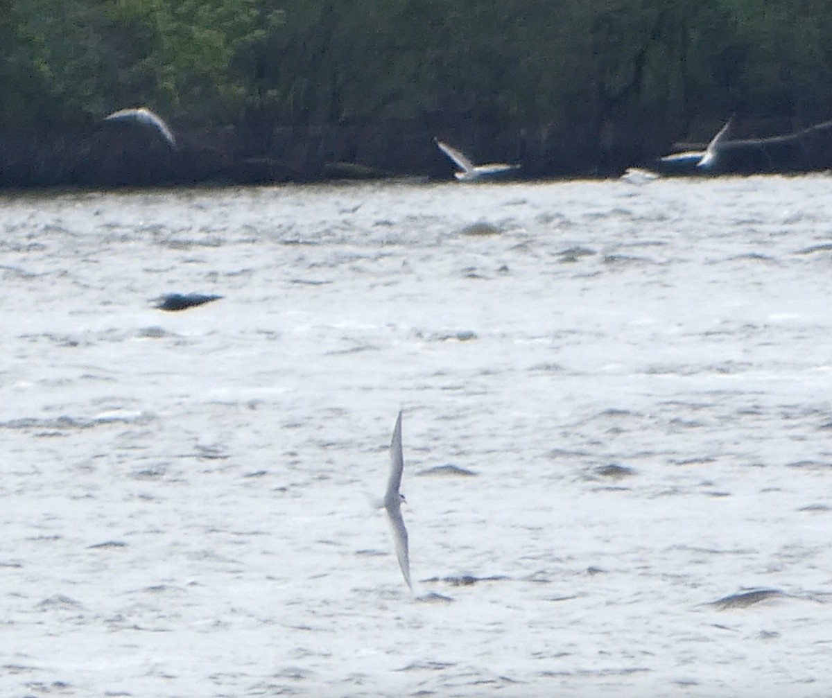 Sterna codalunga - ML636442199