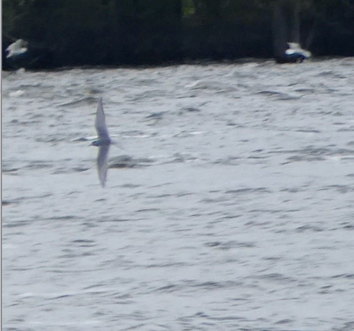 Sterna codalunga - ML636442200