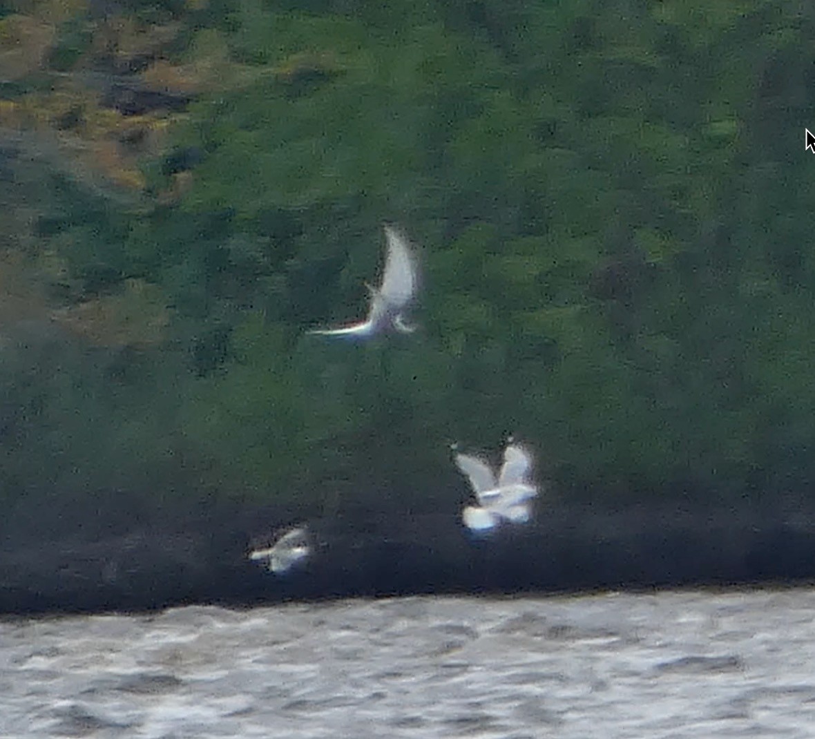 Sterna codalunga - ML636442201